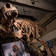 Imagen para el artículo titulado Una nueva hipótesis explica por que los T-Rex tenían los brazos tan ridículamente pequeños